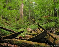 Karpatské bukové pralesy a staré bukové lesy Nemecka