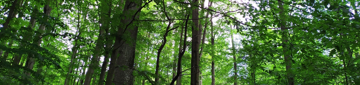 Adekvátna ochrana pre Vihorlatský prales a Rydošovú, ktoré sú súčasťou lokality UNESCO Staré bukové lesy a pralesy Karpát